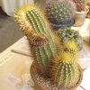 Coleocephalocereus_aureus